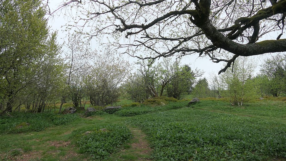 Hochrhoener