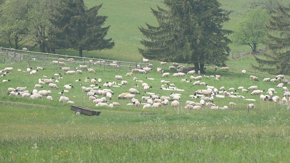 Hochrhoener