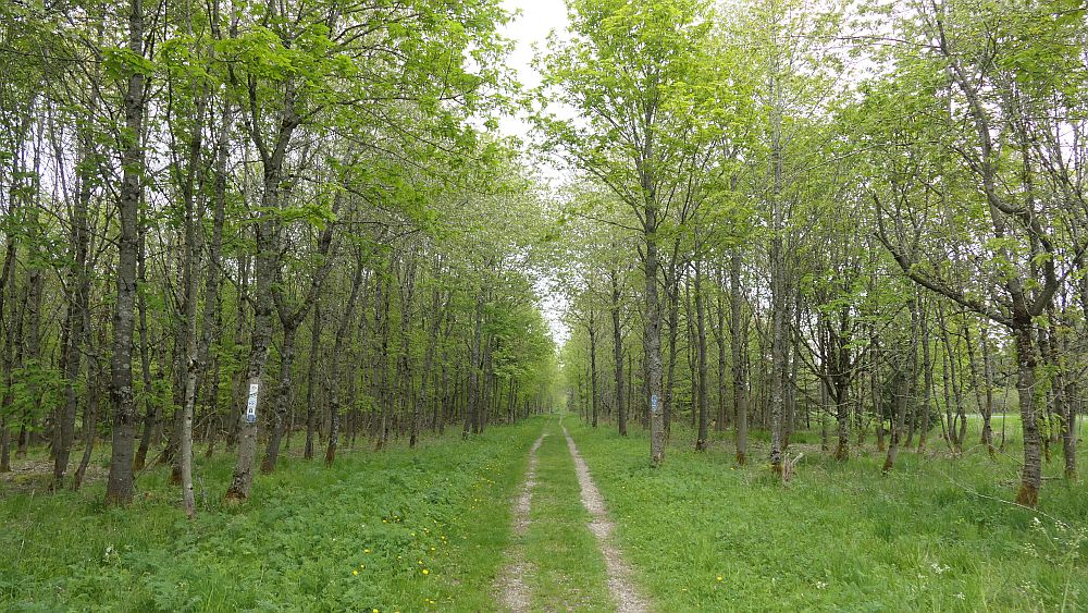 Hochrhoener