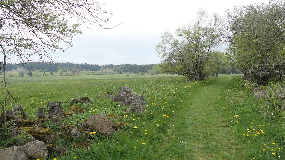 Hochrhoener