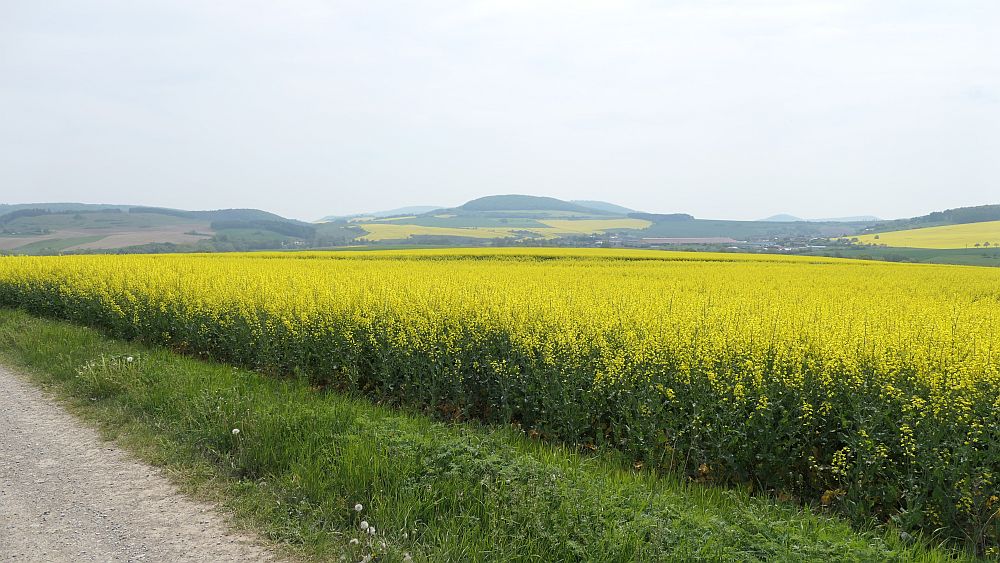 Hochrhoener