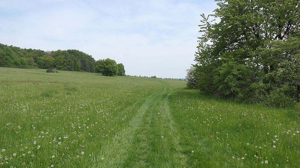 Hochrhoener