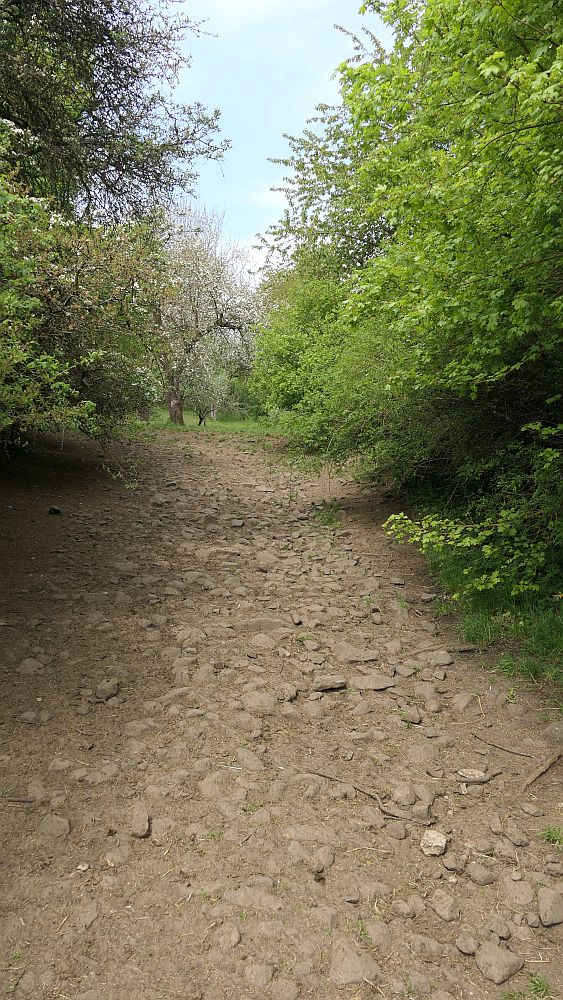 Hochrhoener
