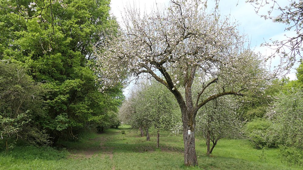 Hochrhoener
