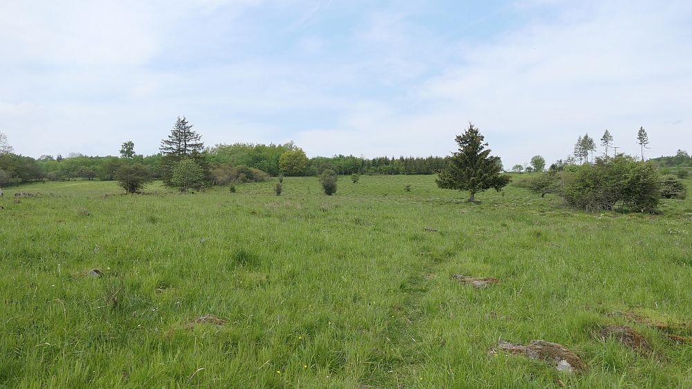 Hochrhoener