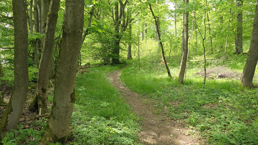 Hochrhoener