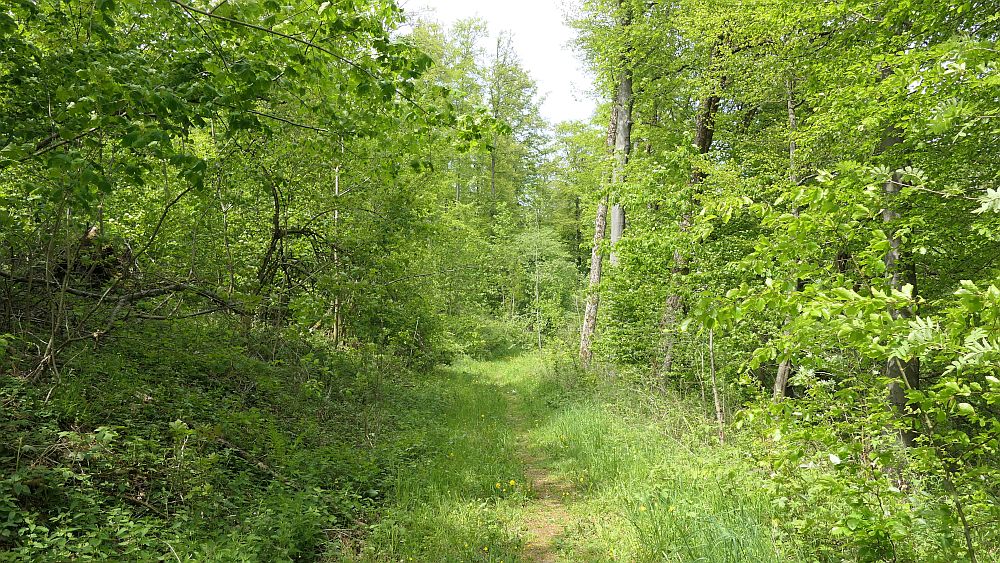 Hochrhoener