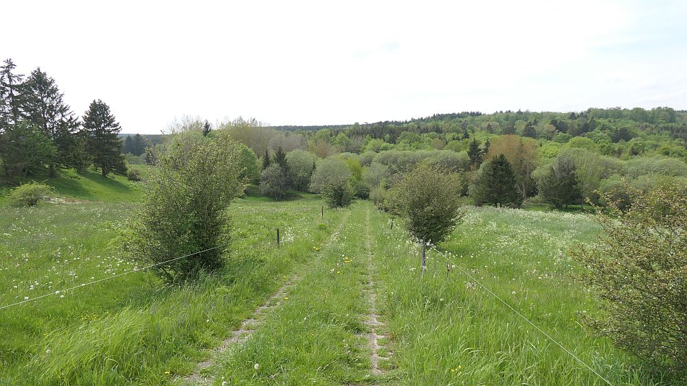 Hochrhoener
