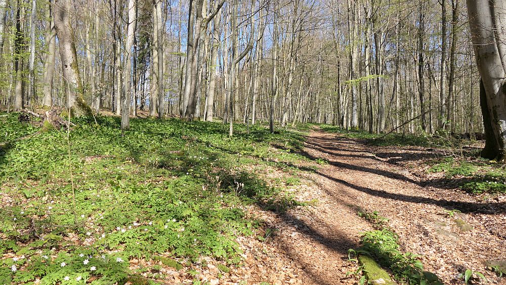 Hochrhoener