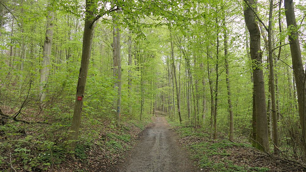 Hochrhoener
