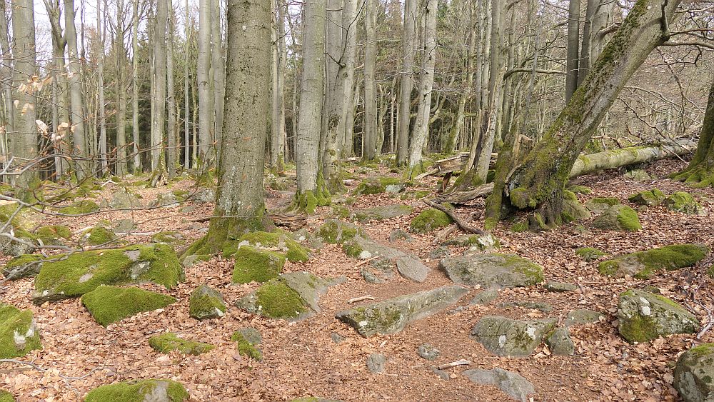 Hochrhoener