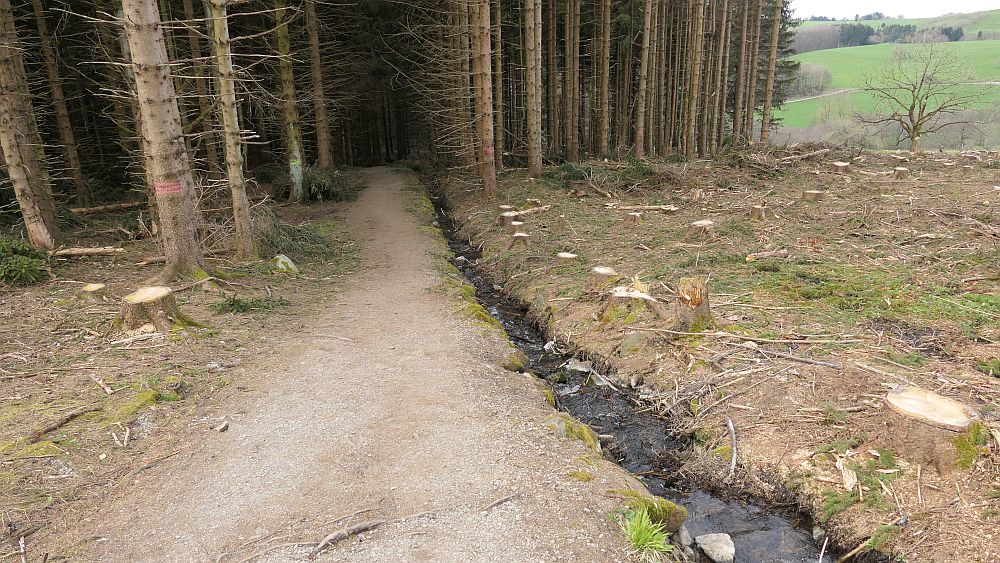 Hochrhoener