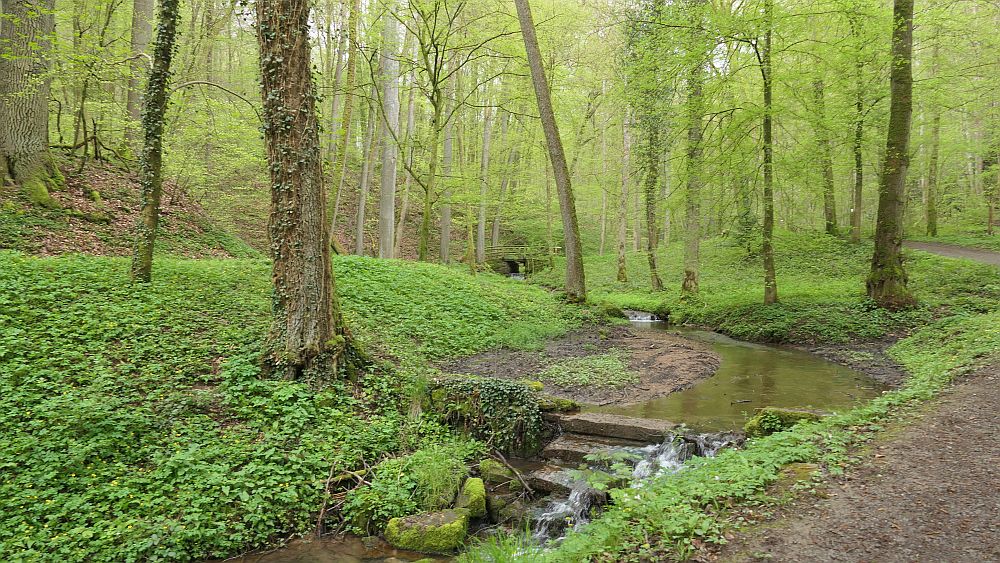 Hochrhoener