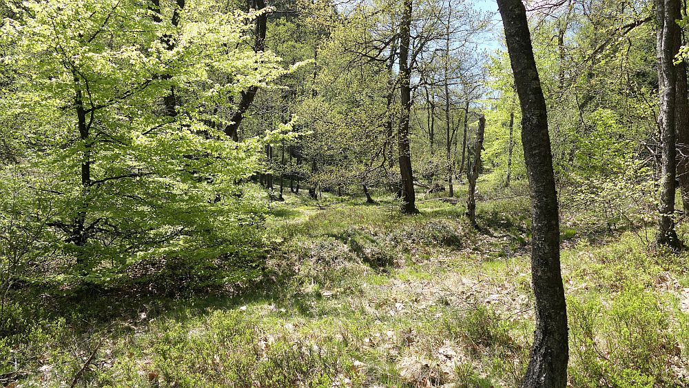 Sauerland Hoehenflug