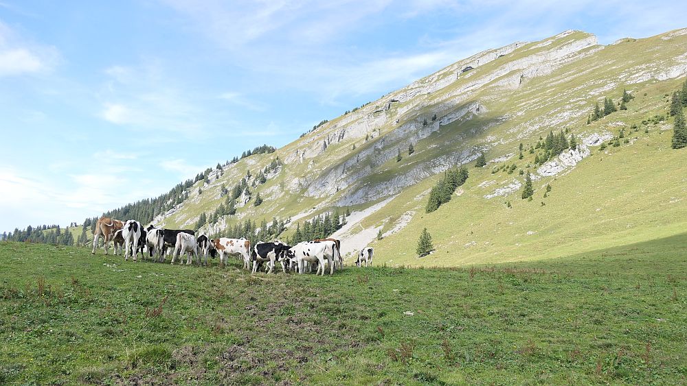 Kanisfluh