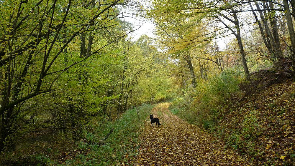 Kellerwaldsteig