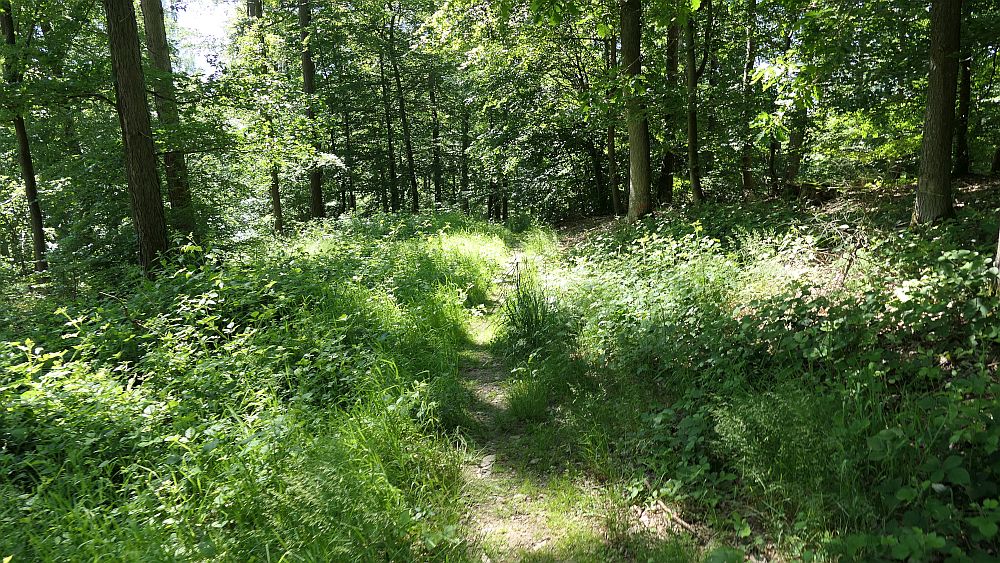 Kellerwaldsteig