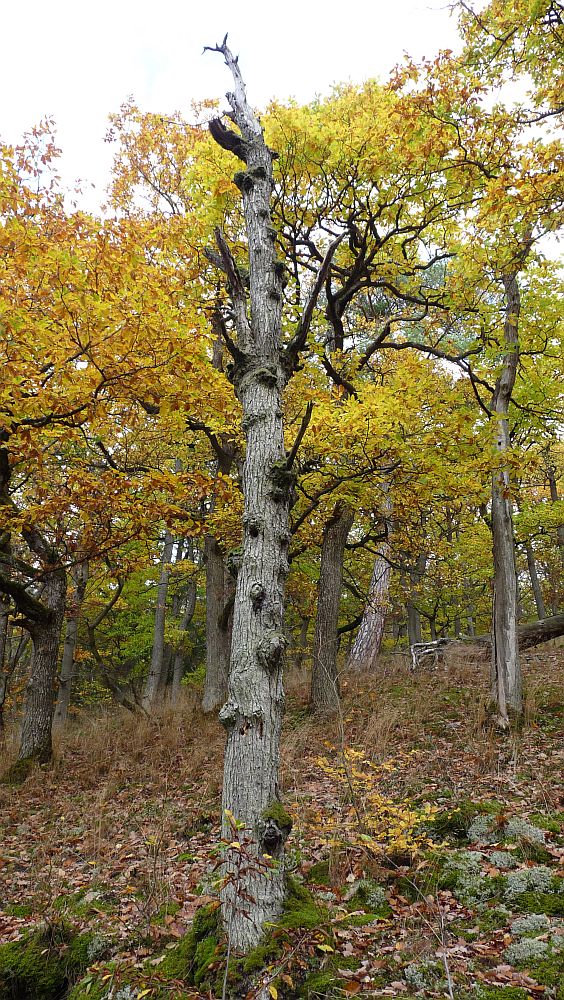 Kellerwaldsteig