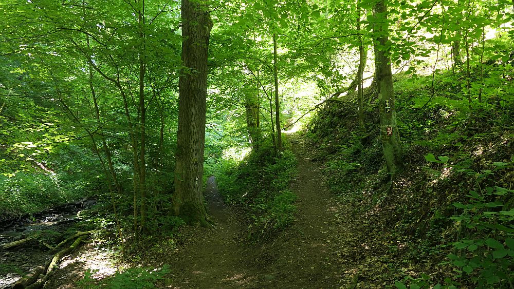 Kellerwaldsteig