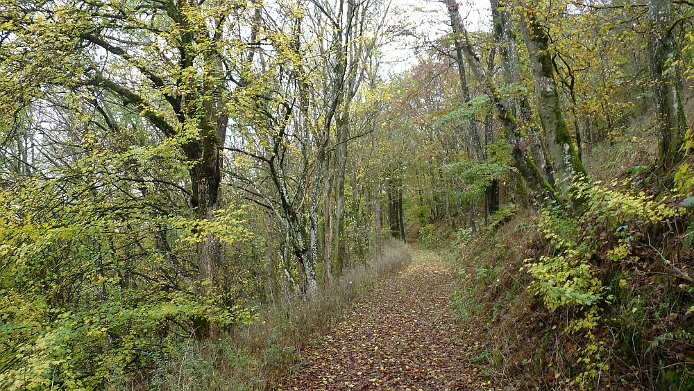 Kellerwaldsteig