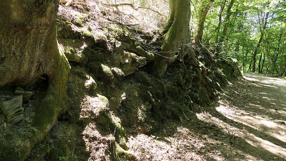 Kellerwaldsteig