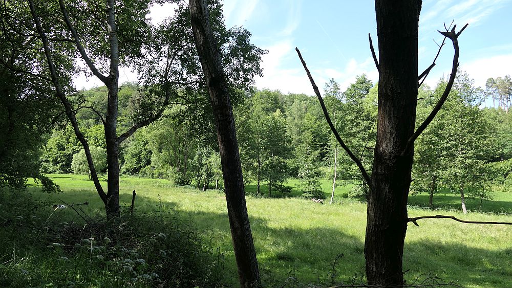 Kellerwaldsteig