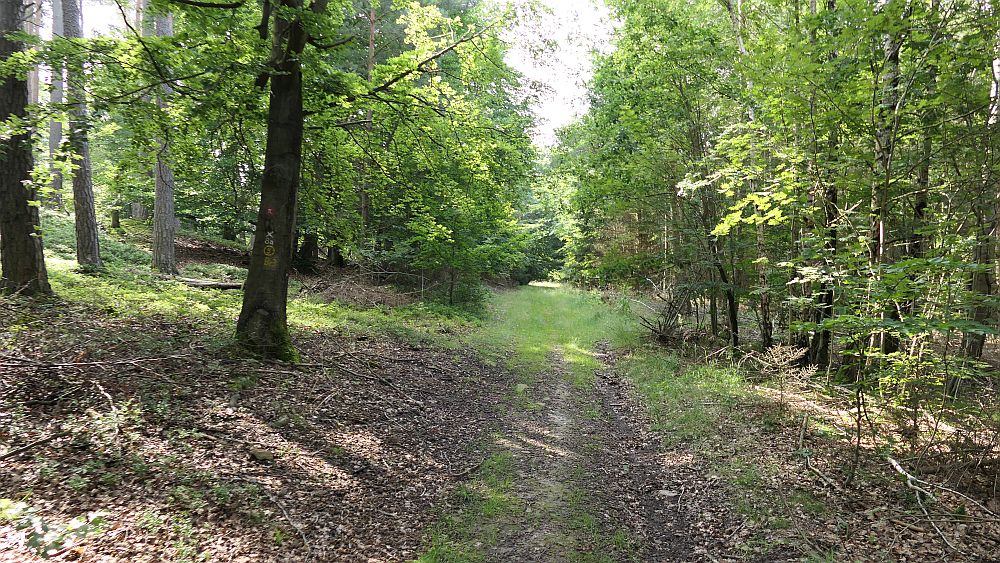 Kellerwaldsteig