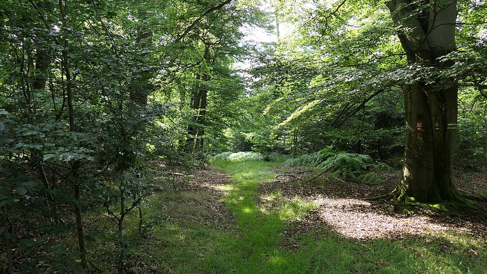 Kellerwaldsteig