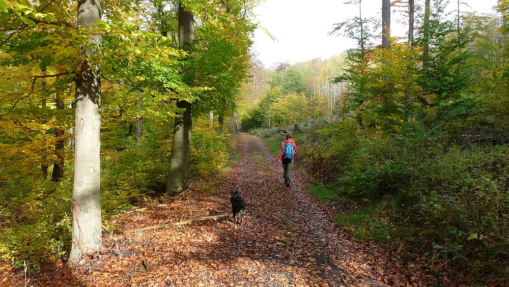 Kellerwaldsteig