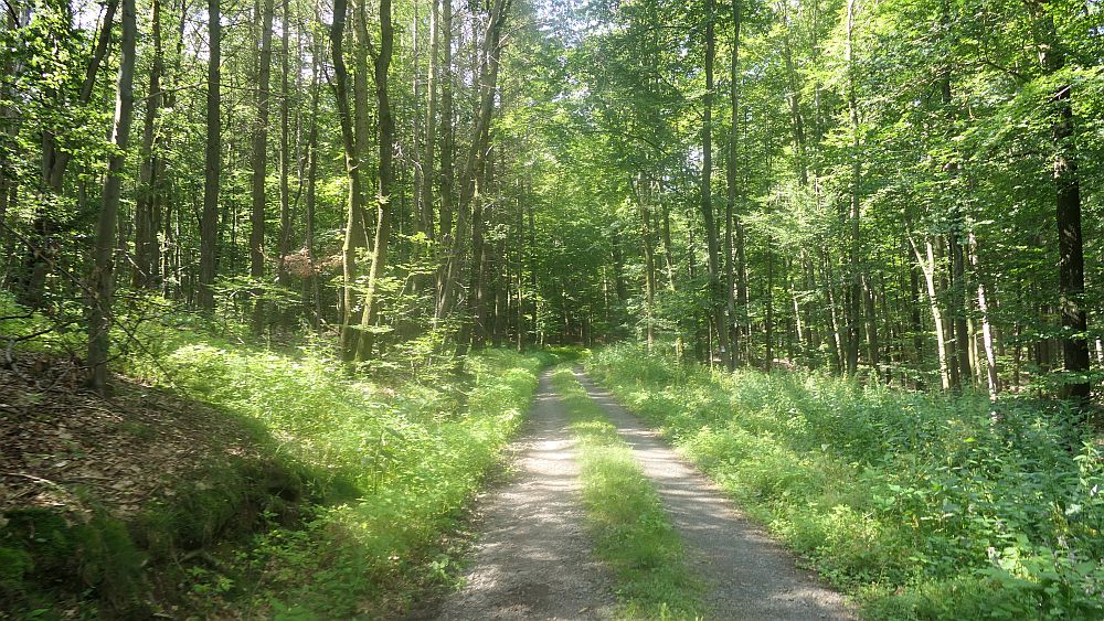 Kellerwaldsteig