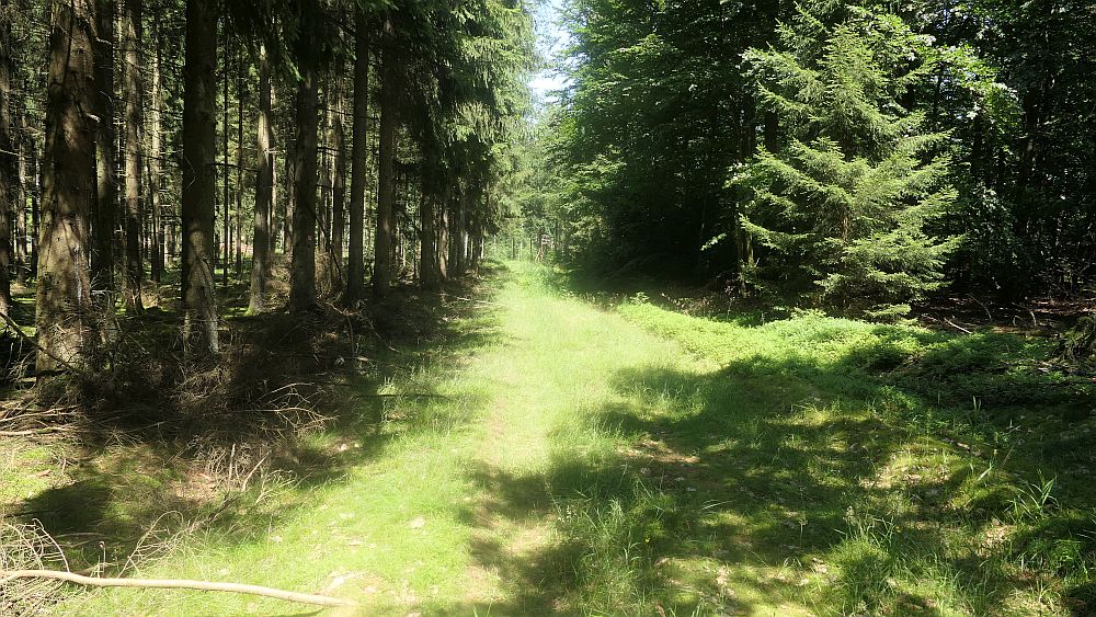Kellerwaldsteig