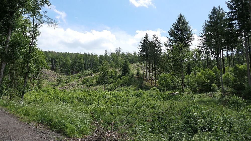 Kellerwaldsteig