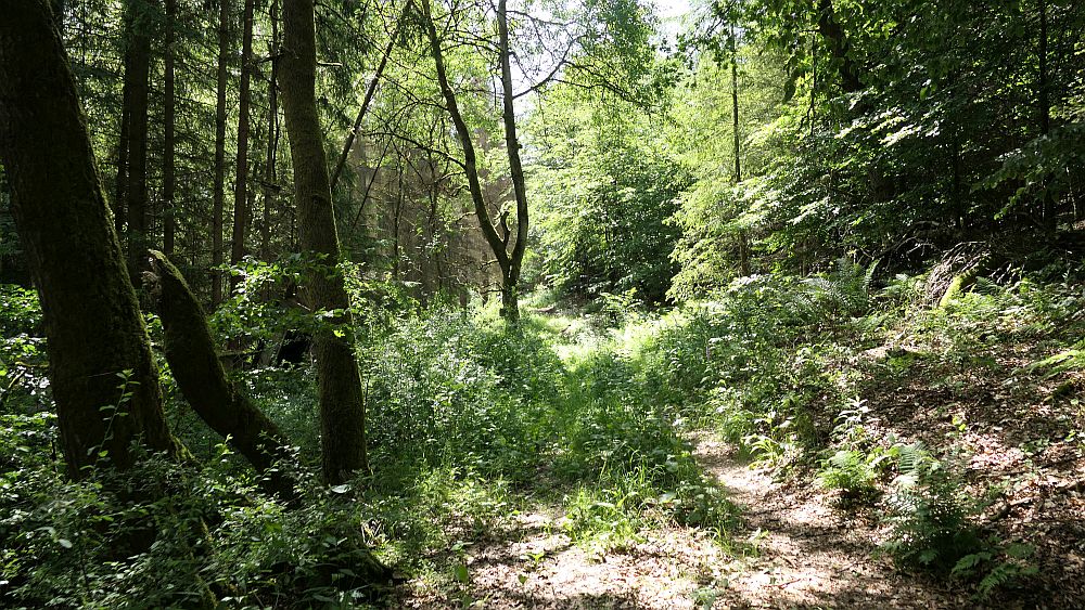 Kellerwaldsteig