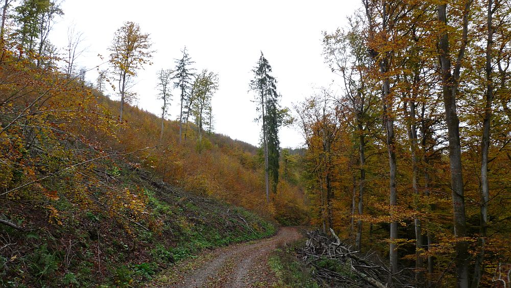 Kellerwaldsteig
