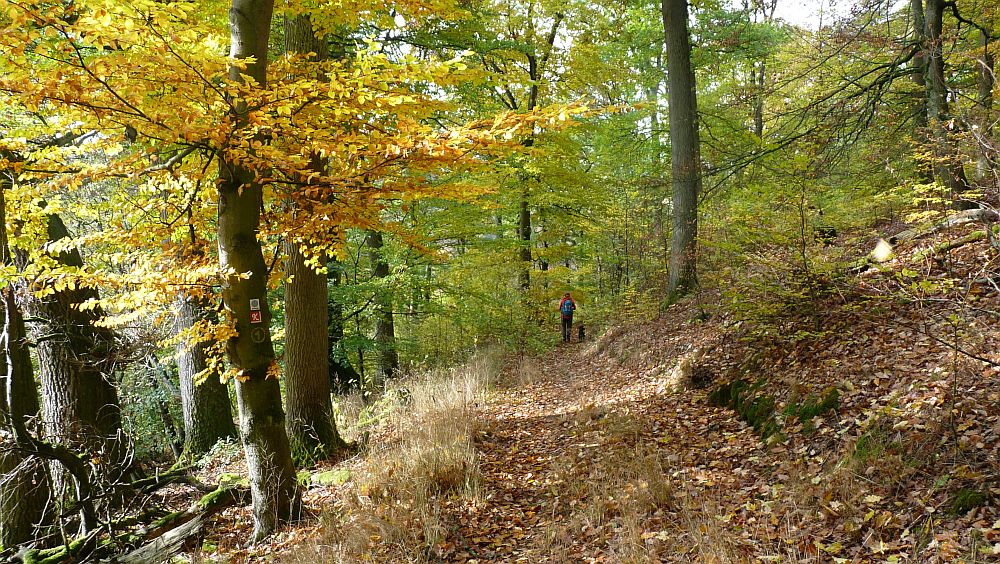 Kellerwaldsteig