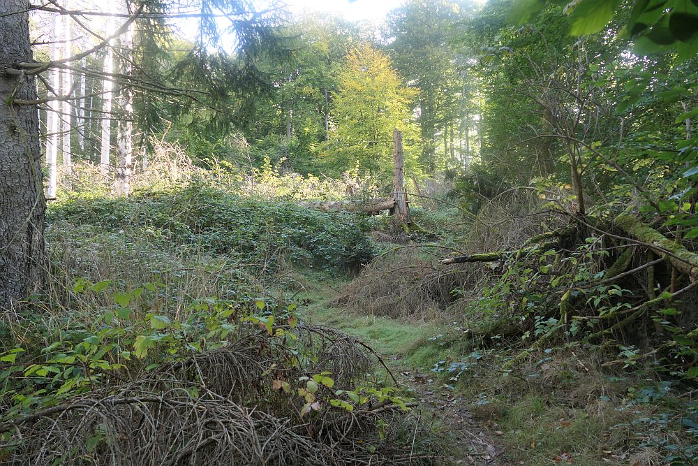 Boesenbergroute