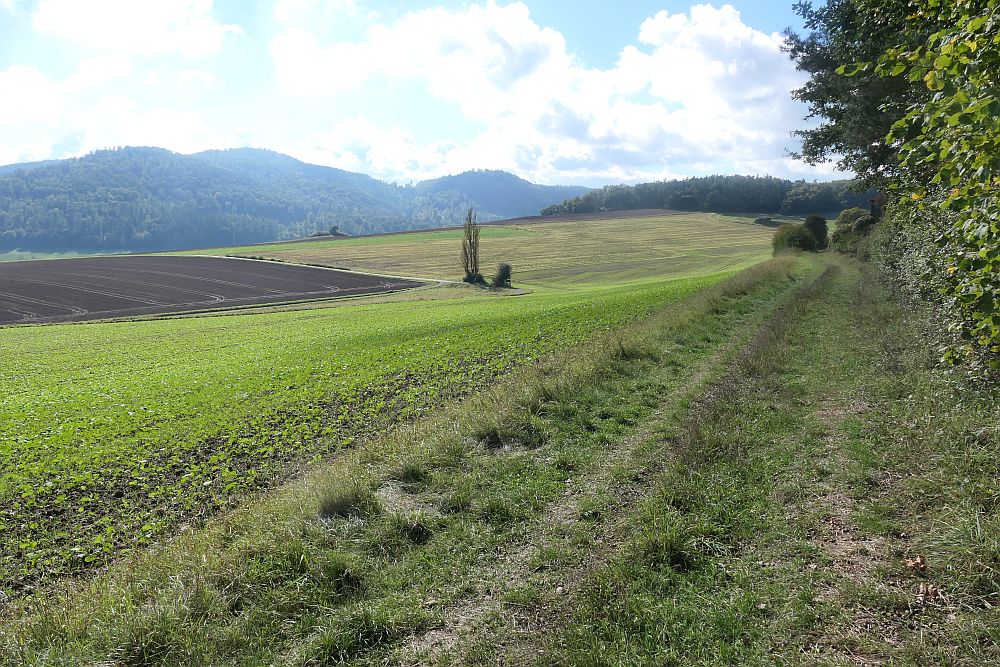 mehlerholzrunde