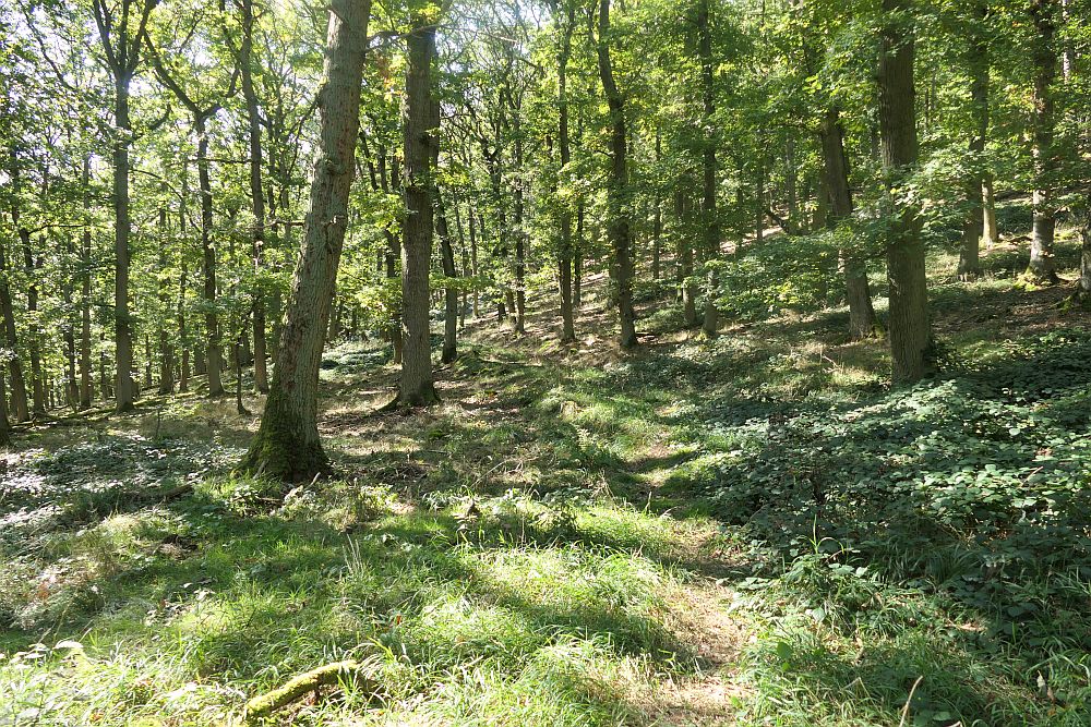 mehlerholzrunde
