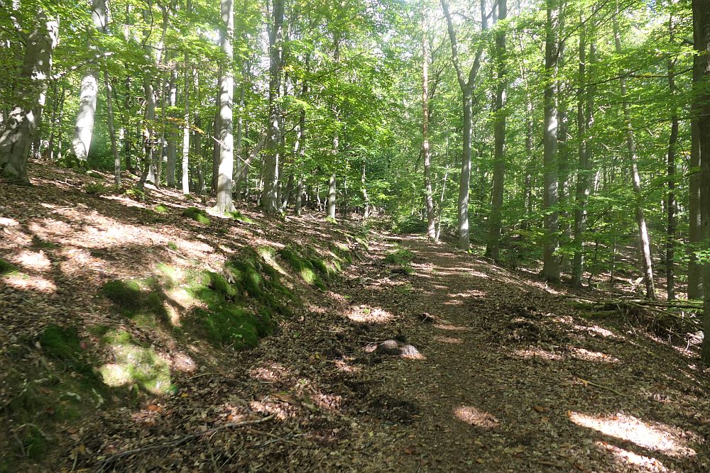 mehlerholzrunde