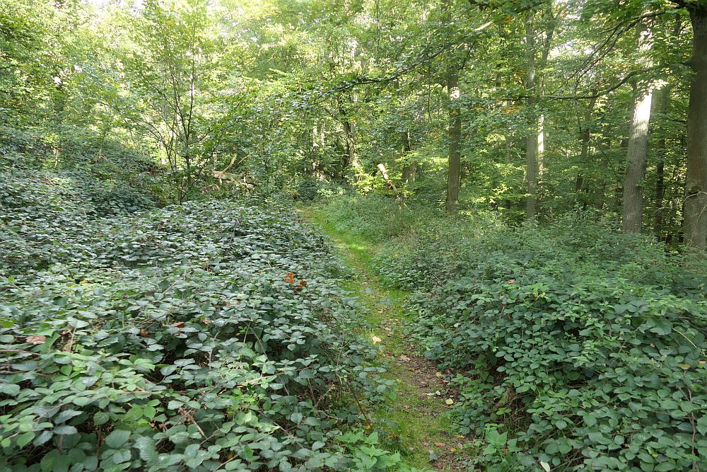 mehlerholzrunde