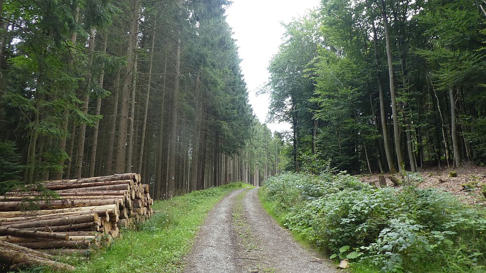 Olsberger Kneippweg