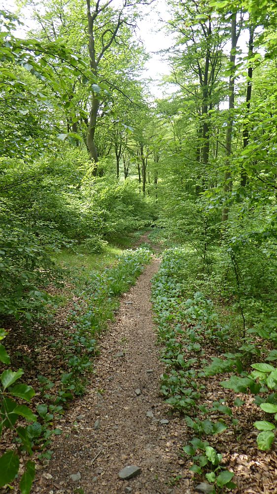 Medebacher Bergweg