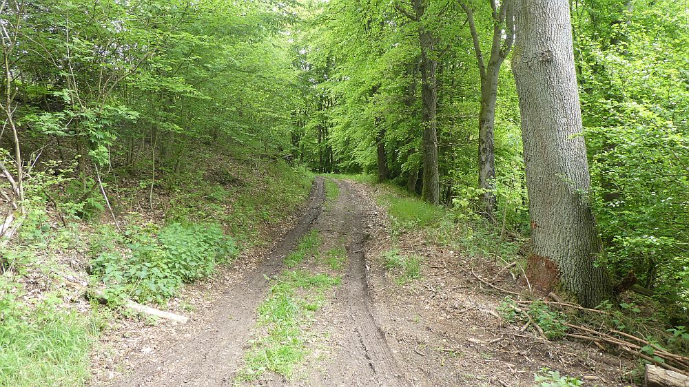 Medebacher Bergweg