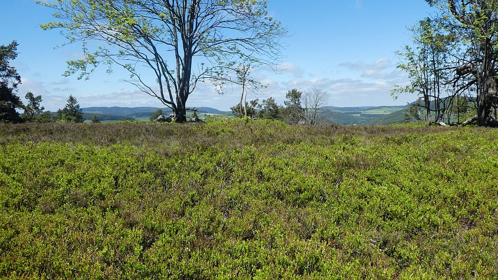 Medebacher Bergweg