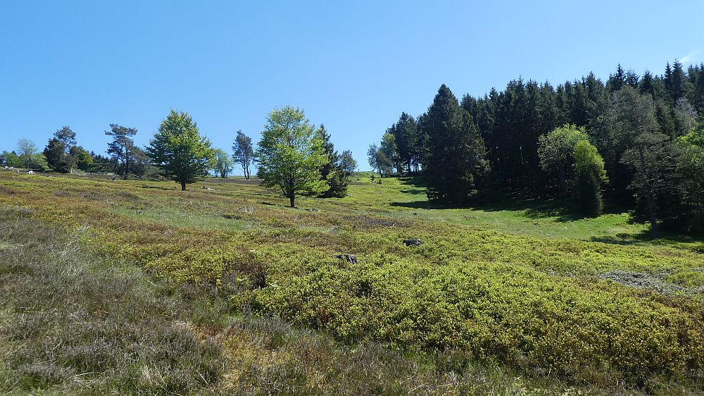 Medebacher Bergweg