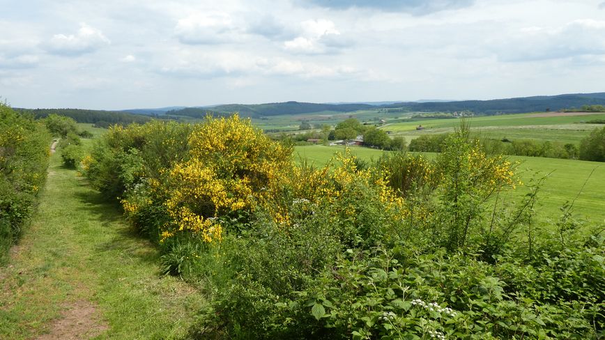 Medebacher Bergweg