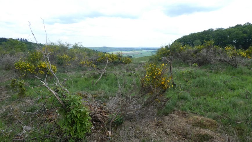Medebacher Bergweg