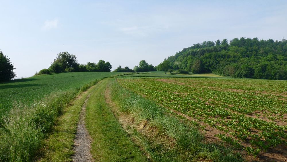 Neckarsteig