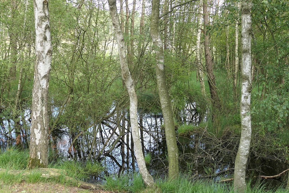 Pietzmoor
