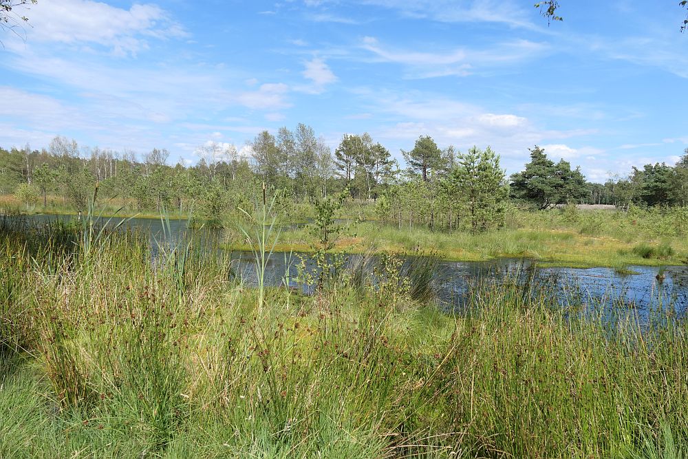 Pietzmoor